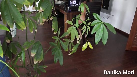 POV kitchen sex with the stepsister