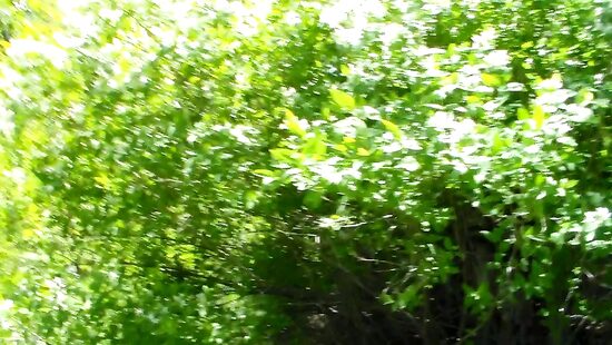 отдых на природе