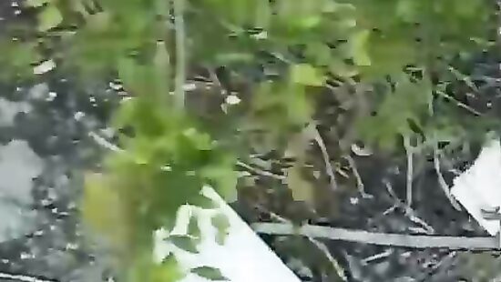 Трах с одной малышкой на природке;)